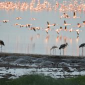  Lake Manyara, TZ